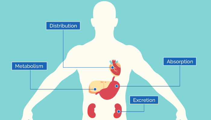 What is metabolism?